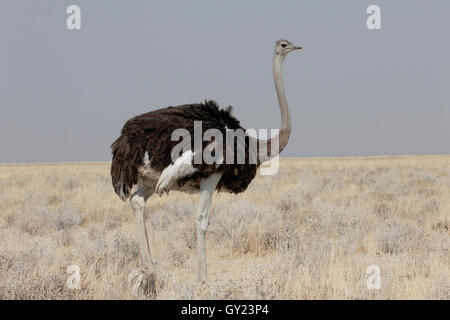 Struzzo, Struthio camelus, singolo maschio, Namibia, Agosto 2016 Foto Stock