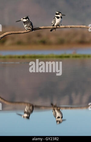 Pied kingfisher, Ceryle rudis, due uccelli sul ramo, Sud Africa, Agosto 2016 Foto Stock