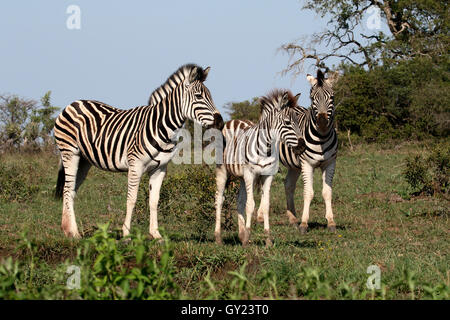 Le pianure zebra, comune o zebra Burchells zebra, Equus quagga, gruppo di mammiferi, Namibia, Agosto 2016 Foto Stock