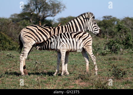 Le pianure zebra, comune o zebra Burchells zebra, Equus quagga, madre e giovani, Namibia, Agosto 2016 Foto Stock