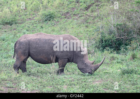 Rinoceronte bianco, Diceros simus, unico mammifero, Sud Africa, Agosto 2016 Foto Stock