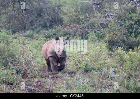 Rinoceronte bianco, Diceros simus, singolo giovane mammifero, Sud Africa, Agosto 2016 Foto Stock