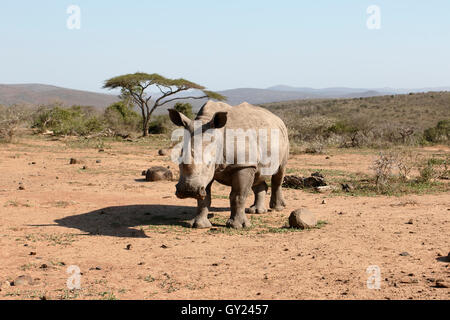 Rinoceronte bianco, Diceros simus, unico mammifero, Sud Africa, Agosto 2016 Foto Stock