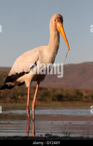Giallo-fatturati stork, Mycteria ibis, singolo uccello in acqua, Sud Africa, Agosto 2016 Foto Stock