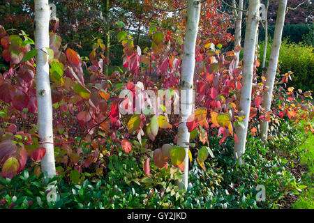 L'Himalayan betulle Betula utilis var jacquemontii e Red tig Sanguinello Cardinale Cornus sericea a metà ottobre Foto Stock