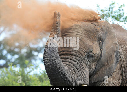 Elefante maschio avente un bagno di polvere nel Parco Nazionale Kruger Sud Africa Foto Stock