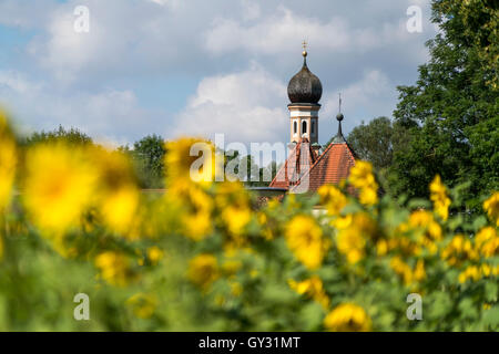 Campo di girasole e il Palazzo cappella del castello di Blutenburg in Obermenzing di Monaco di Baviera, Germania Foto Stock