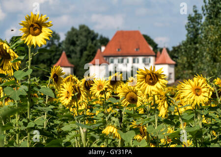 Campo di girasole e il castello di Blutenburg in Obermenzing di Monaco di Baviera, Germania Foto Stock