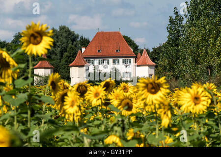 Campo di girasole e il castello di Blutenburg in Obermenzing di Monaco di Baviera, Germania Foto Stock