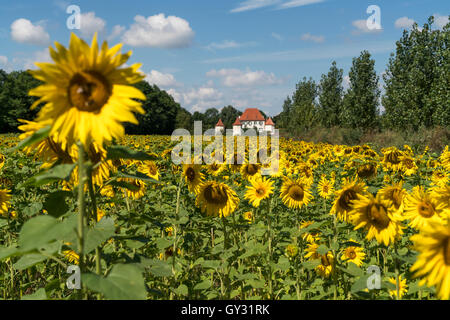 Campo di girasole e il castello di Blutenburg in Obermenzing di Monaco di Baviera, Germania Foto Stock