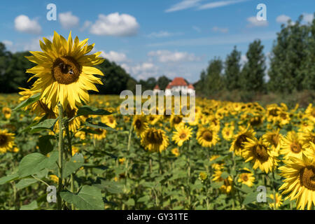 Campo di girasole e il castello di Blutenburg in Obermenzing di Monaco di Baviera, Germania Foto Stock