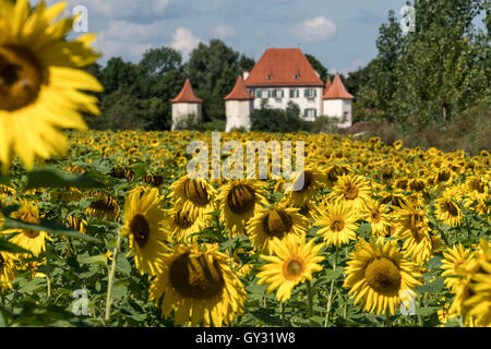 Campo di girasole e il castello di Blutenburg in Obermenzing di Monaco di Baviera, Germania Foto Stock