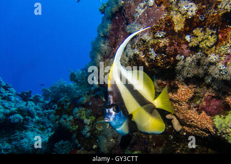 Longfin bannerfish in Egitto Foto Stock