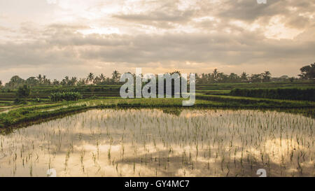 Bellissima vista del risone campo su un giorno in ghisa Foto Stock