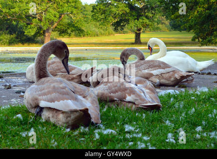 Cygnets e madre swan (Cygnus) svegliarsi nel comune di Southampton Park. Foto Stock