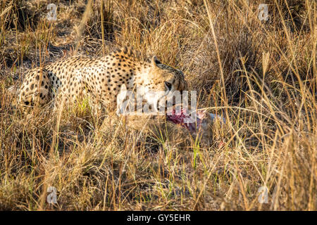 Ghepardo di mangiare da una carcassa Reedbuck nell'erba nel Sabi Sabi Game Reserve, Sud Africa. Foto Stock