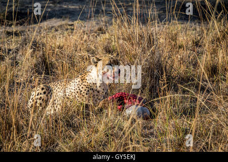 Ghepardo di mangiare da una carcassa Reedbuck nell'erba nel Sabi Sabi Game Reserve, Sud Africa. Foto Stock