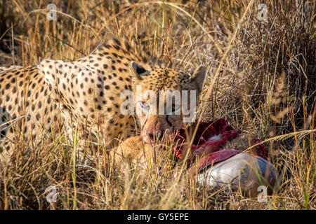 Ghepardo di mangiare da una carcassa Reedbuck nell'erba nel Sabi Sabi Game Reserve, Sud Africa. Foto Stock