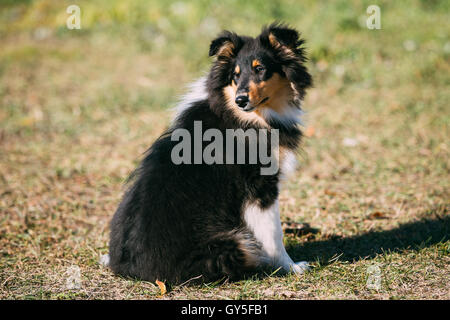 Lo Shetland Sheepdog, Sheltie, Collie cucciolo all'aperto Foto Stock