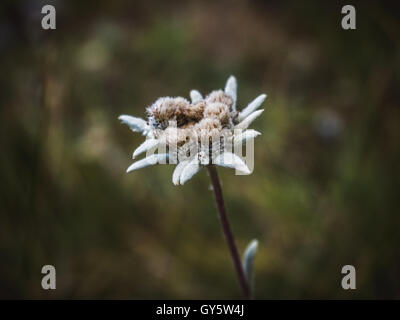 Close-up leontopodium edelweiss fiore in Asia le montagne Tian Shan Foto Stock