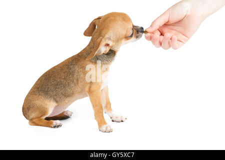 Persona dà un pezzo di alimenti per animali domestici a Chihuahua cucciolo. Foto Stock