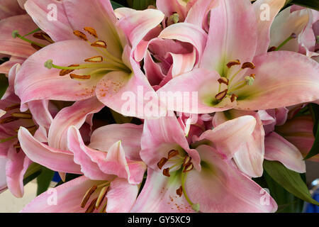 Mazzetto di bellissimi gigli rosa come sfondo floreale Foto Stock