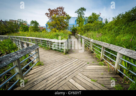 Il Boardwalk trail in una zona umida, a Rivergate City Park, in Alexandria, Virginia. Foto Stock