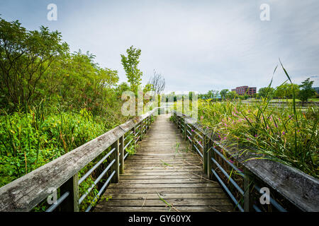 Il Boardwalk trail in una zona umida, a Rivergate City Park, in Alexandria, Virginia. Foto Stock