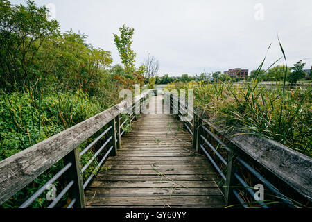 Il Boardwalk trail in una zona umida, a Rivergate City Park, in Alexandria, Virginia. Foto Stock