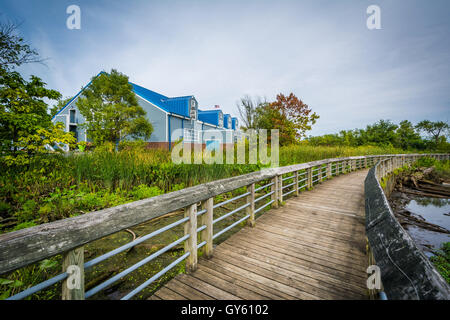 Il Boardwalk trail in una zona umida, a Rivergate City Park, in Alexandria, Virginia. Foto Stock