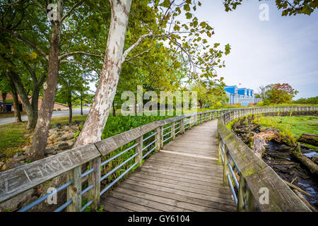 Il Boardwalk trail in una zona umida, a Rivergate City Park, in Alexandria, Virginia. Foto Stock