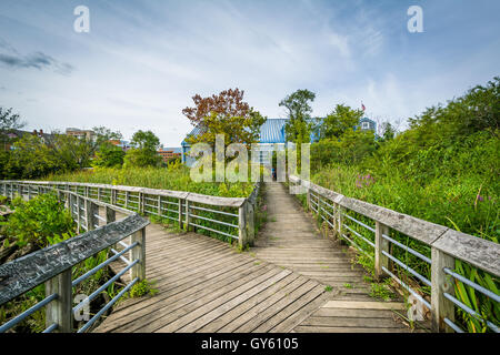 Il Boardwalk trail in una zona umida, a Rivergate City Park, in Alexandria, Virginia. Foto Stock