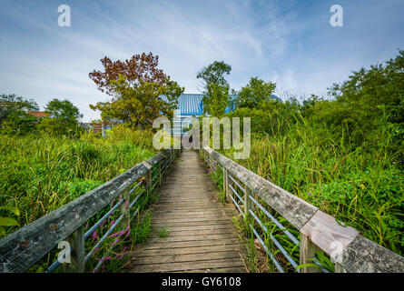 Il Boardwalk trail in una zona umida, a Rivergate City Park, in Alexandria, Virginia. Foto Stock