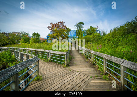 Il Boardwalk trail in una zona umida, a Rivergate City Park, in Alexandria, Virginia. Foto Stock