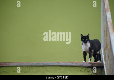 Bianco e nero gatto in posa di fronte a uno sfondo verde Foto Stock