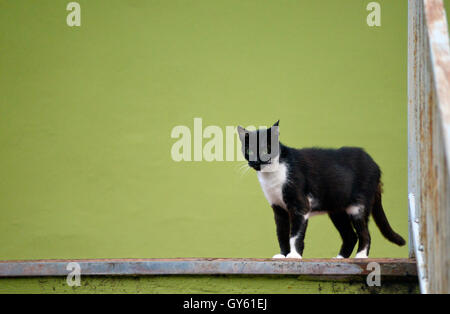 Bianco e nero gatto in posa di fronte a uno sfondo verde Foto Stock