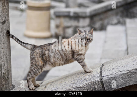 Gatto in posa di scale di Herceg Novi piazza principale, Montenegro Foto Stock