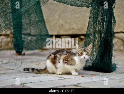 Cat nelle strade di Cattaro Città Vecchia, Montenegro Foto Stock