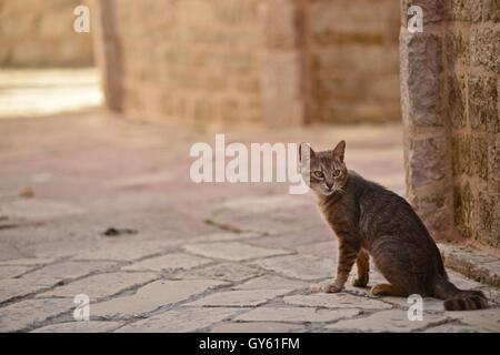 Cat nelle strade di Cattaro Città Vecchia, Montenegro Foto Stock