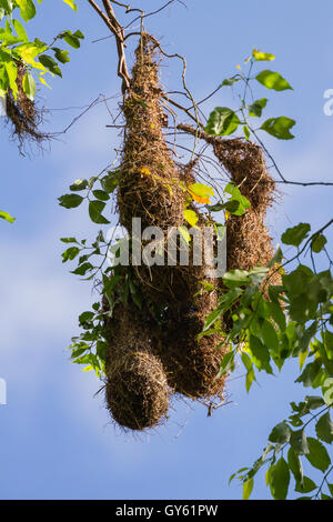 Nidi Oropendola appeso a un albero alto in San Carlos, Costa Rica. Foto Stock