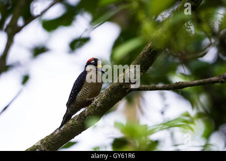 Nero picchio cheeked appollaiato su un ramo in San Carlos, Costa Rica Foto Stock