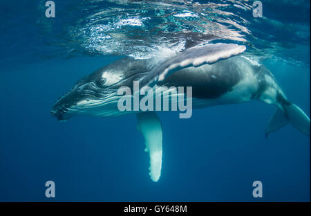 Balene Humpback underwater in Vava'u Tonga Foto Stock