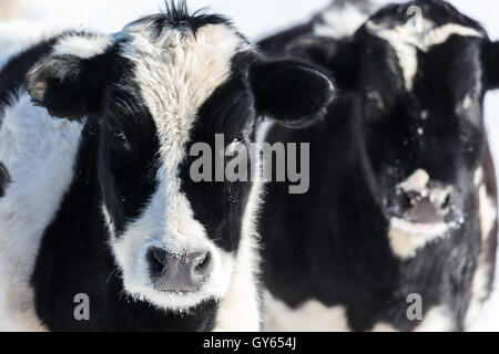 Una coppia di vitelli Holstein guardando con interesse. Foto Stock