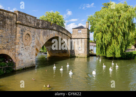 Un gruppo di cigni Halfpenny sotto il ponte sul Fiume Tamigi a Lechlade, Gloucestershire, England, Regno Unito Foto Stock