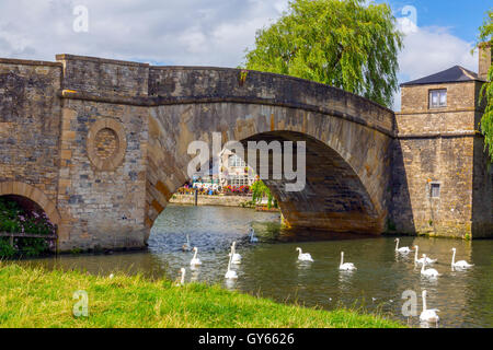 Un gruppo di cigni Halfpenny sotto il ponte sul Fiume Tamigi a Lechlade, Gloucestershire, England, Regno Unito Foto Stock