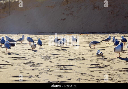 Flock of Seagulls e le loro impronte sulla spiaggia di sabbia Foto Stock