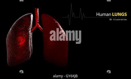 Anatomia di polmoni umani Foto Stock