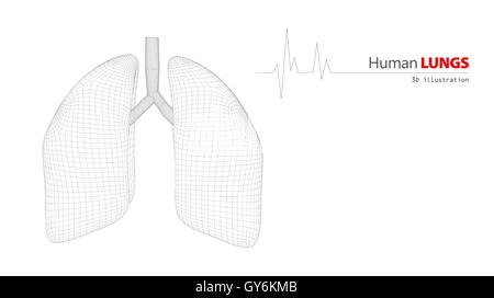 Anatomia di polmoni umani Foto Stock