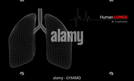 Anatomia di polmoni umani Foto Stock