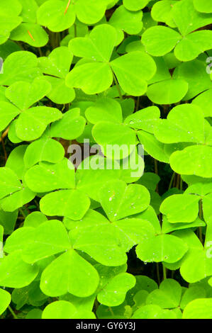 Oregon wood sorrel (Oxalis oregana), McDowell Creek Falls County Park, Linn County, Oregon Foto Stock